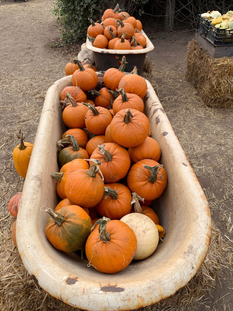 bathtub of pumpkins