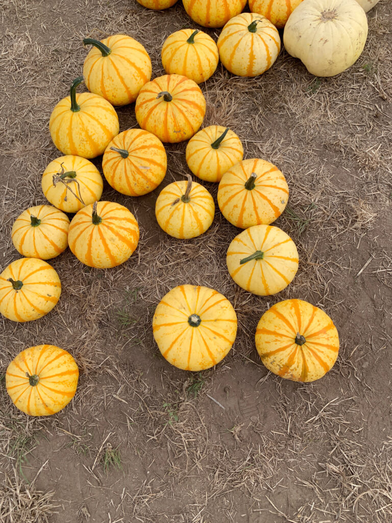 Blaze pumpkins