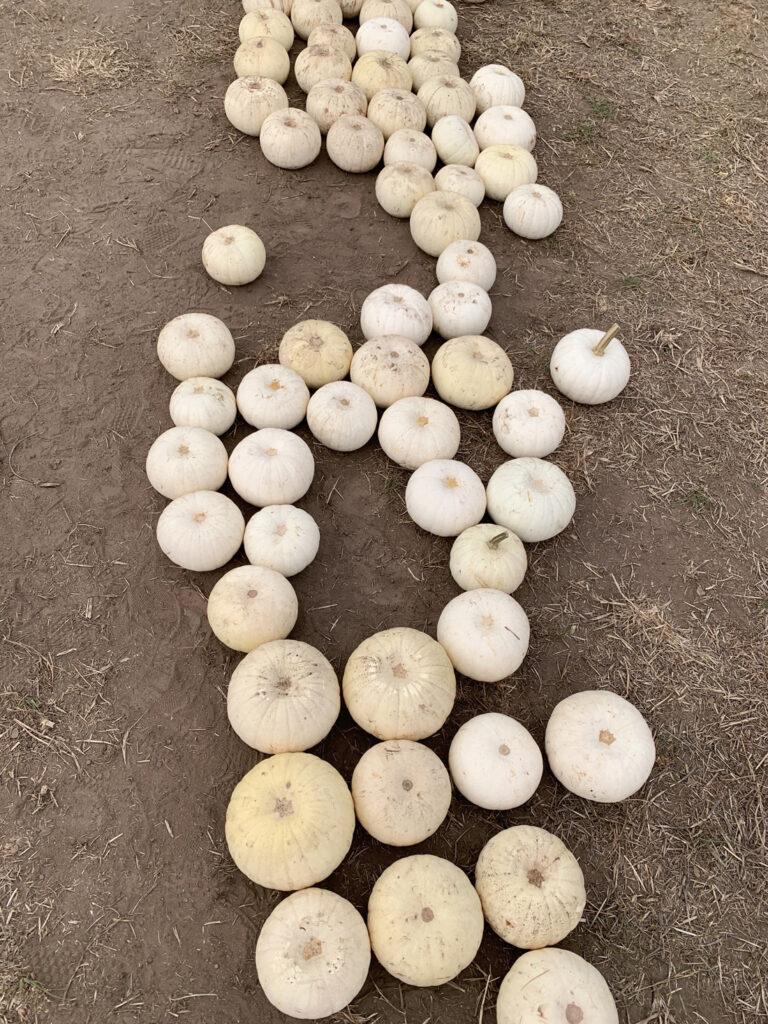 White pumpkins